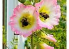 Two pollen-covered bees visit delicate pink-and-white Hollyhock blossoms along First Avenue SW in Bagley. The flowers provide both beauty for passersby and a valuable food source for pollinators.