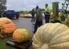 Pumpkins lined up for the weighing tat the annual Gonvick pumpkin Day Saturday, September 26.